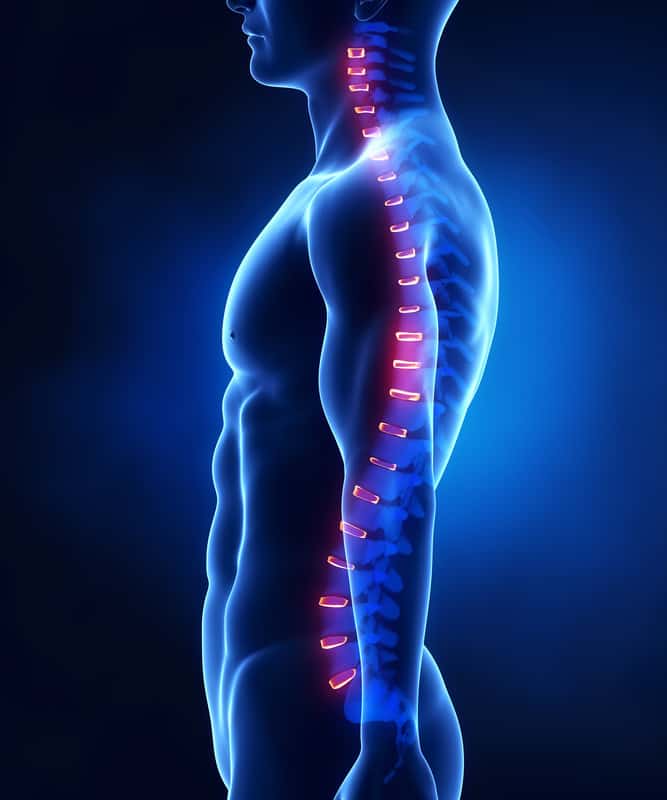 Your spine isn't completely straight; it has a slight S-shaped curve